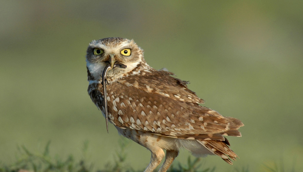 Burrowing Owl